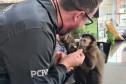 Policial civil interagindo com um macaco