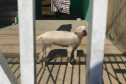 Cão em situação de maus-tratos