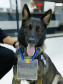 Cão policial homenageado