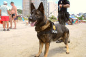 Caes policiais da PCPR no litoral