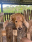 PCPR prende em flagrante homem por maus tratos a oito animais em Guaratuba