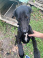 PCPR prende em flagrante homem por maus tratos a oito animais em Guaratuba