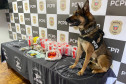 Cão policial ao lado de material apreendido