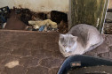 PCPR resgata 17 animais e prende mulher em flagrante por maus-tratos em Curitiba