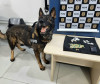 PCPR prende homem em flagrante por tráfico e apreende drogas em Maringá