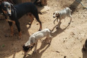  PCPR prende homem por maus-tratos a animais em Imbituva 