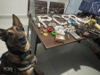 PCPR e PMPR prendem quatro homens por tráfico de drogas e outros crimes em Araruna