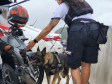PCPR comemora 13 anos de atuação do Núcleo de Operações com Cães 