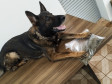PCPR prende quatro pessoas em flagrante por crimes distintos em Cascavel 