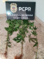 PCPR prende mulher em flagrante por tráfico de drogas em Rio Bonito