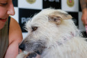 Policiais civis adotam cachorrinha que "pediu ajuda" para salvar os filhotes