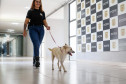 Policiais civis adotam cachorrinha que "pediu ajuda" para salvar os filhotes