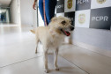 Policiais civis adotam cachorrinha que "pediu ajuda" para salvar os filhotes