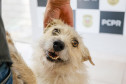 Policiais civis adotam cachorrinha que "pediu ajuda" para salvar os filhotes
