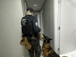 Cães da PCPR ajudaram na apreensão de 2,8 toneladas de drogas em 2024