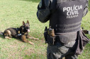 Cães da PCPR ajudaram na apreensão de 2,8 toneladas de drogas em 2024