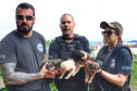 PCPR resgata cadela e filhotes presos em escombros em Guaratuba
