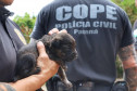 PCPR resgata cadela e filhotes presos em escombros em Guaratuba