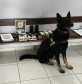 Cães da PCPR ajudaram na apreensão de 2,8 toneladas de drogas em 2024
