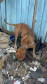 PCPR prende homem por maus tratos aos animais em Curitiba