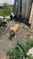 PCPR prende homem por maus tratos aos animais em Curitiba