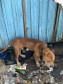 PCPR prende homem por maus tratos aos animais em Curitiba