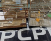 PCPR apreende seis pássaros silvestres em extinção em Antonina