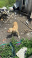 PCPR prende homem por maus tratos aos animais em Curitiba