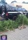 PCPR prende em flagrante homem com plantação de maconha caseira em Guarapuava