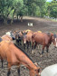PCPR prende homem por maus tratos e resgata mais de 40 cavalos em Curitiba
