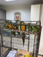 PCPR resgata seis aves vítimas do tráfico de animais em Curitiba