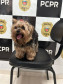 PCPR prende homem e recupera cachorro furtado em Santo Antônio do Sudoeste