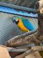 PCPR resgata seis aves vítimas do tráfico de animais em Curitiba