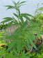 PCPR encontra plantação de maconha em residência e prende responsável em Almirante Tamandaré