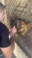 PCPR resgata macaco-prego que viveu 31 anos preso em uma gaiola em Colombo 