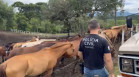 PCPR prende homem por maus tratos e resgata mais de 40 cavalos em Curitiba