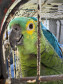 PCPR resgata seis aves vítimas do tráfico de animais em Curitiba