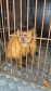 PCPR resgata macaco-prego que viveu 31 anos preso em uma gaiola em Colombo 