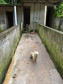 PCPR resgata mais de 130 animais vítimas de maus tratos e prende mulher em flagrante em Bocaiuva do Sul