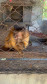 PCPR resgata macaco-prego que viveu 31 anos preso em uma gaiola em Colombo 