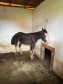 PCPR prende homem por maus tratos e resgata mais de 40 cavalos em Curitiba