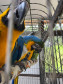 PCPR resgata seis aves vítimas do tráfico de animais em Curitiba