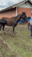 PCPR prende homem por maus tratos e resgata mais de 40 cavalos em Curitiba