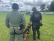 PCPR treina cães farejadores em aeronaves para operações emergência
