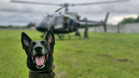 PCPR treina cães farejadores em aeronaves para operações emergência 