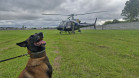 PCPR treina cães farejadores em aeronaves para operações emergência 