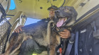 PCPR treina cães farejadores em aeronaves para operações emergência 