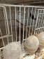 PCPR resgata ao menos 5 mil aves e prende homens por maus tratos aos animais em Arapongas