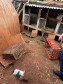 PCPR resgata ao menos 5 mil aves e prende homens por maus tratos aos animais em Arapongas