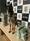 PCPR prende casal em flagrante e apreende 23 quilos de maconha em Céu Azul 